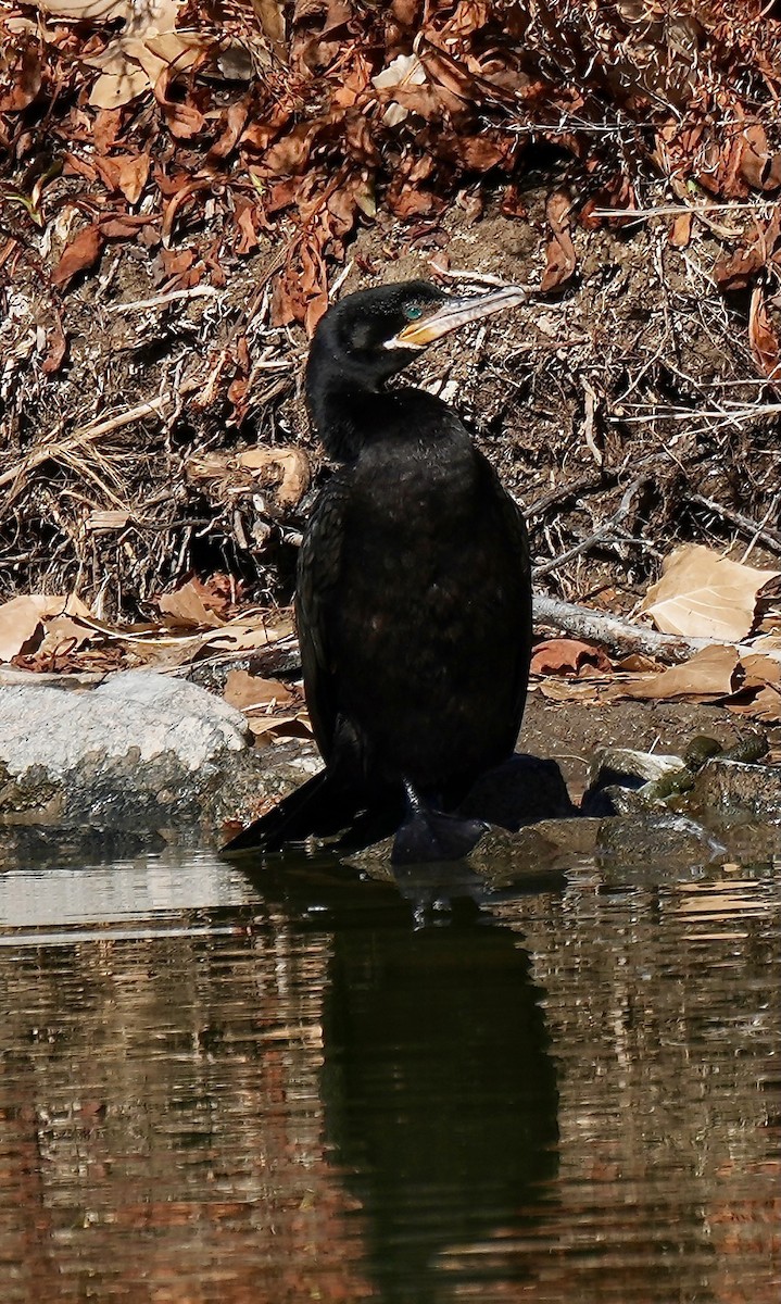 flodskarv - ML649143823