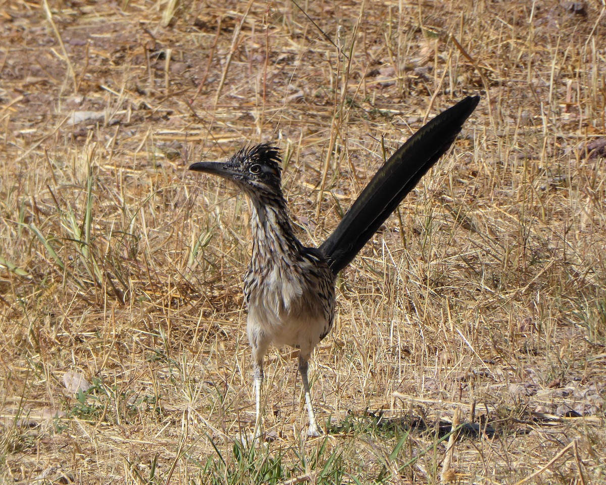 storløpegjøk - ML649143824