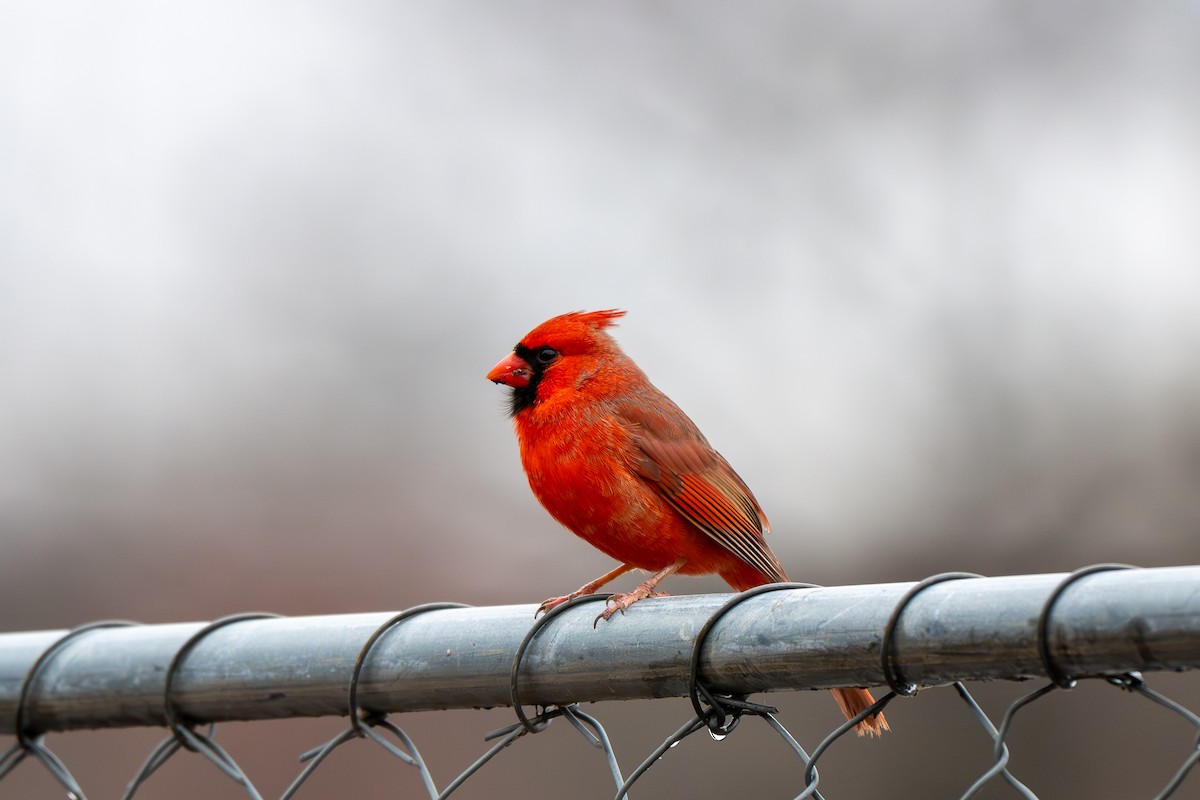 belteisfugl - ML649143825