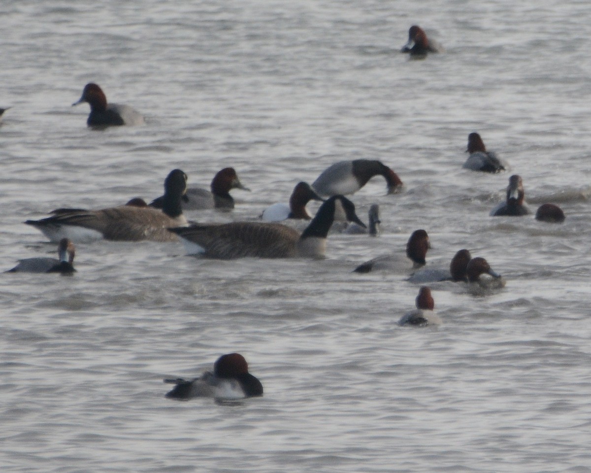 kanvasand - ML649143826