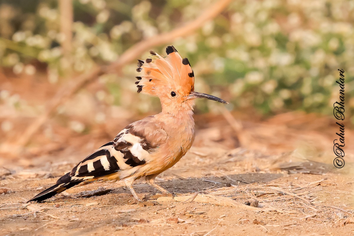 hærfugl - ML649143828