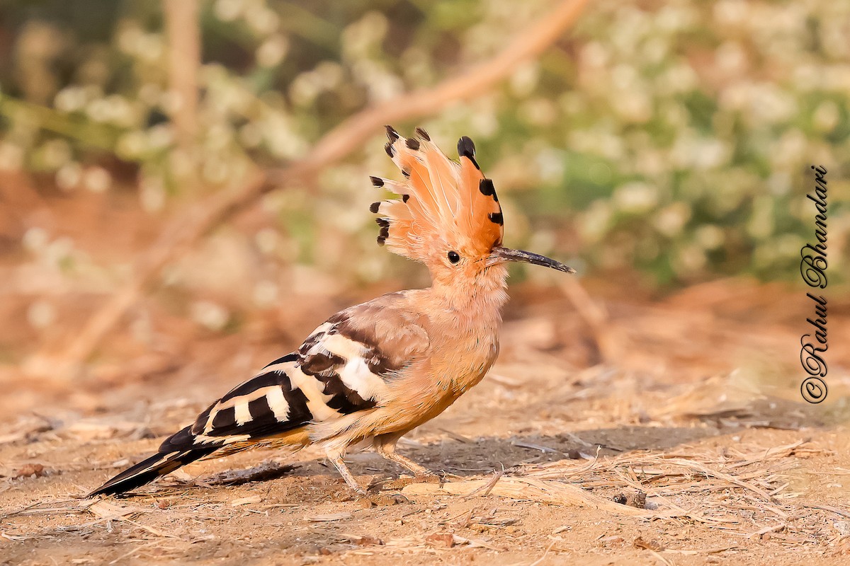 hærfugl - ML649143830