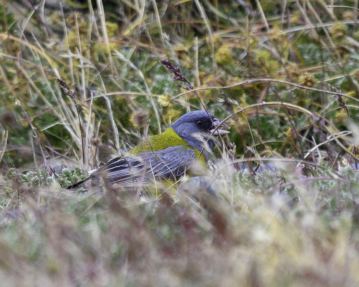 gråhodeandesspurv - ML649143837