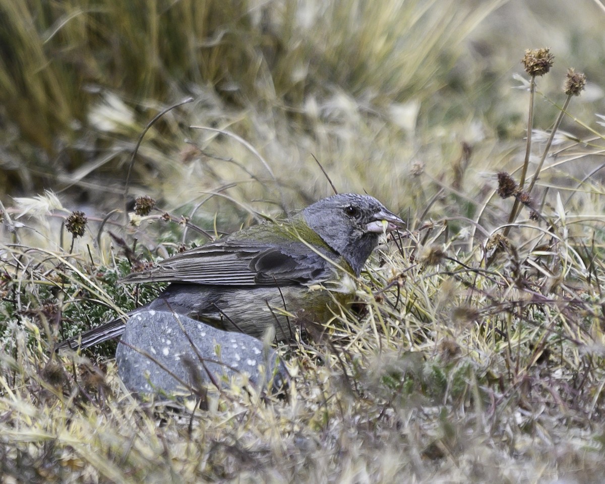 gråhodeandesspurv - ML649143838