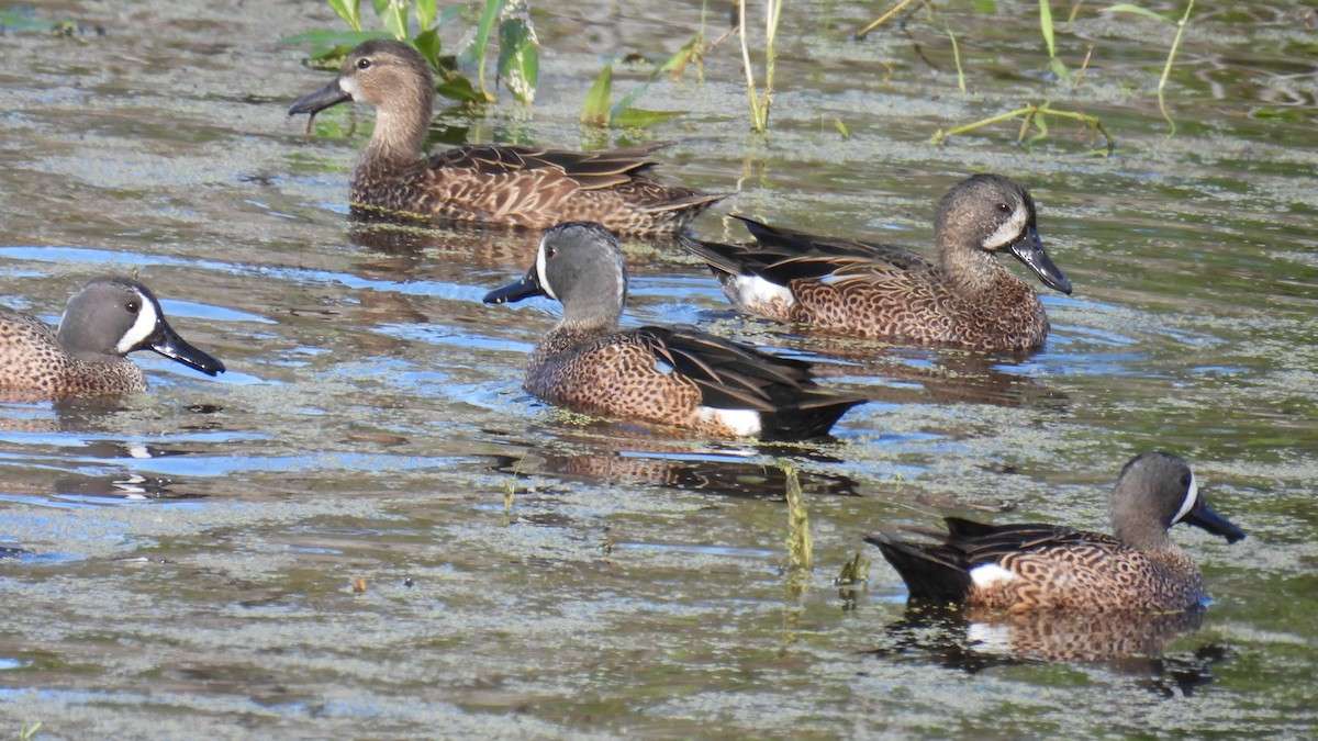 blåvingeand - ML649143847