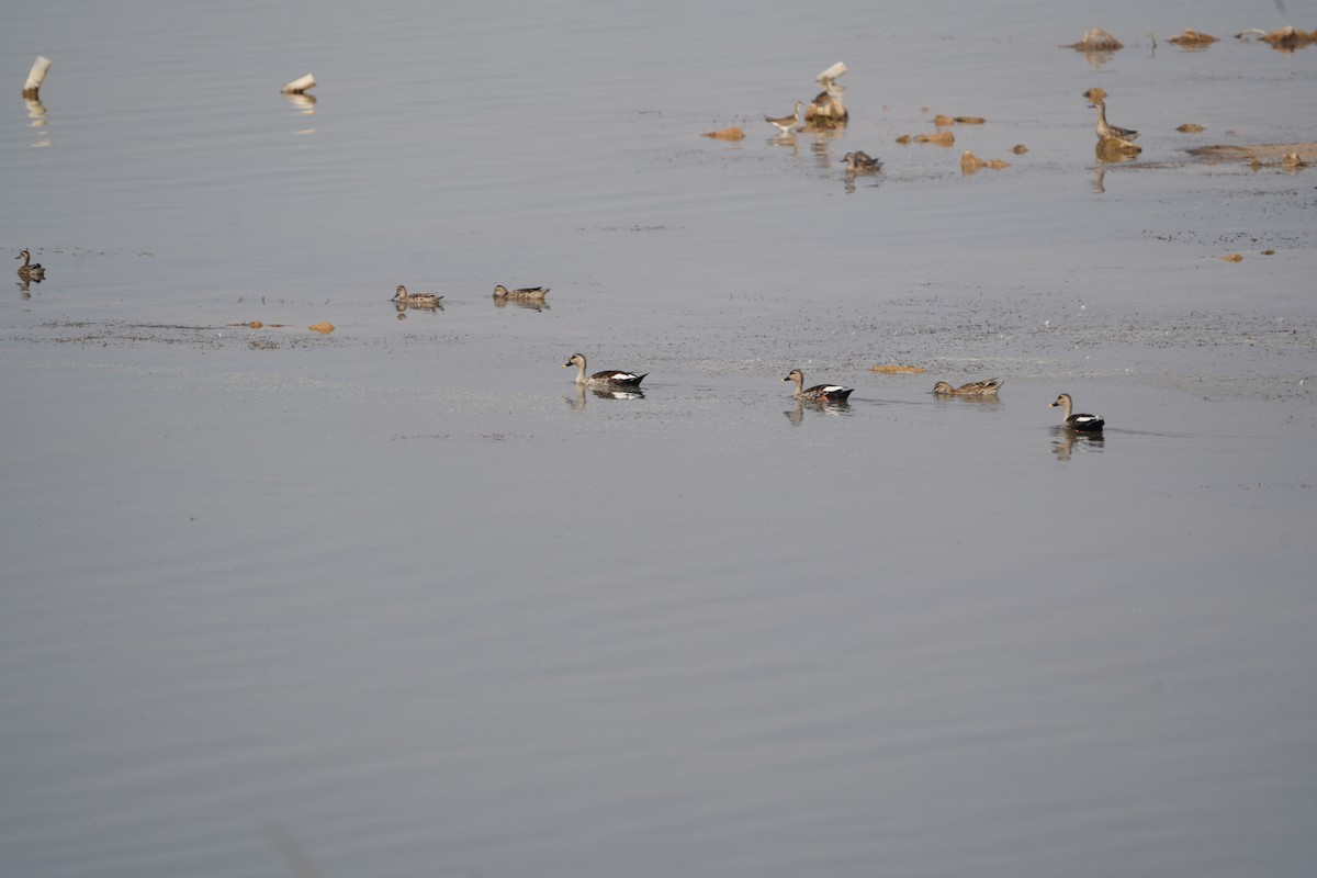 flekknebband - ML649143848