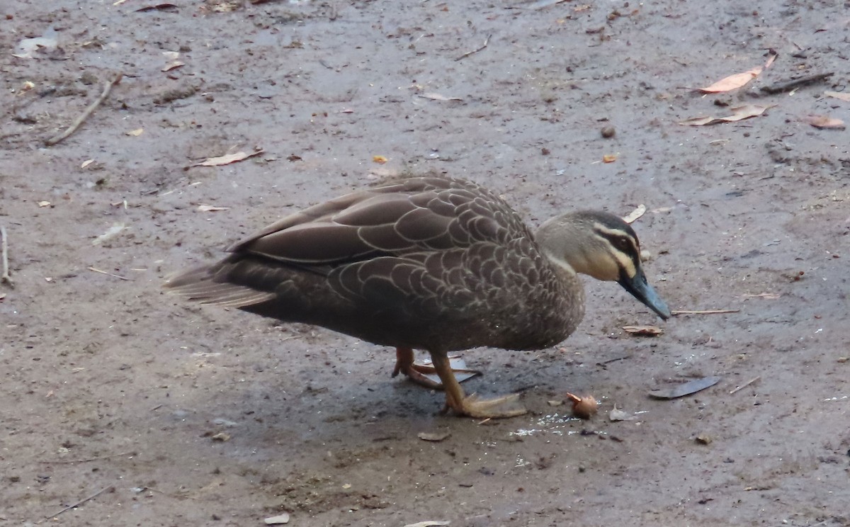 stripeand - ML649143851