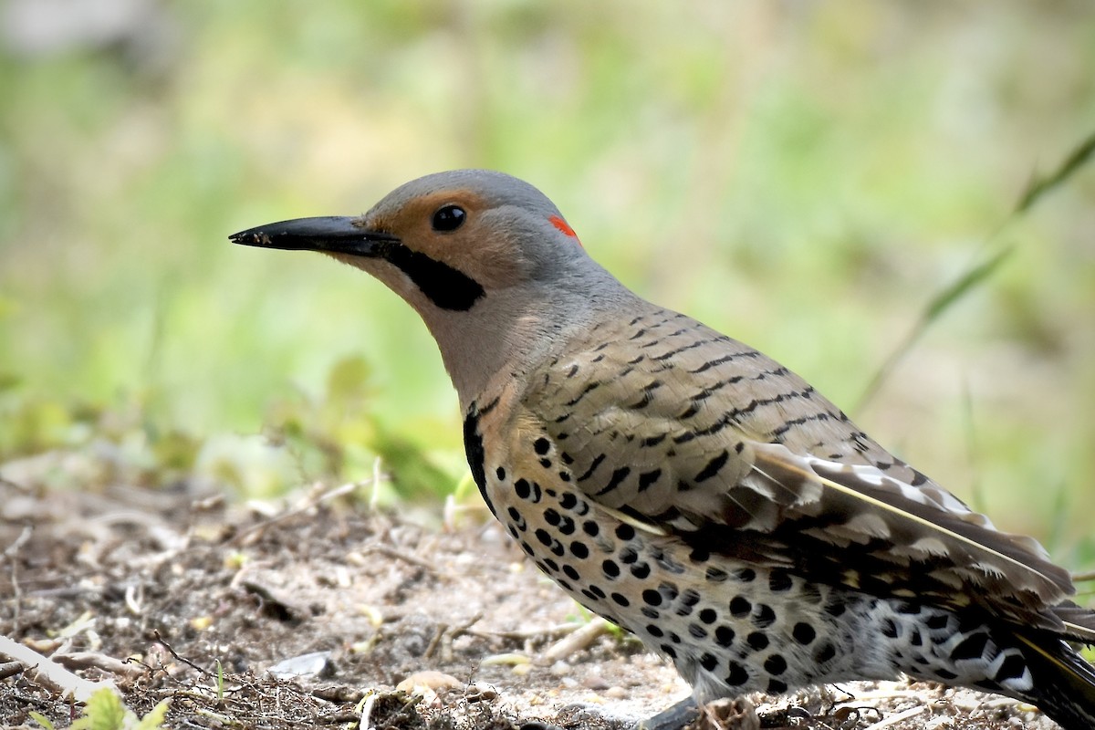 gullspett - ML649143852