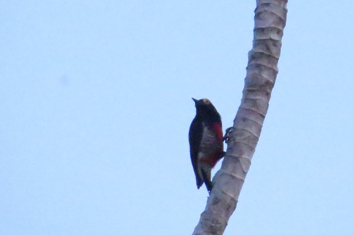 amazonspett - ML649143856