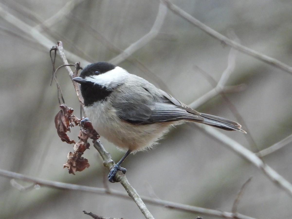 karolinameis - ML649143860