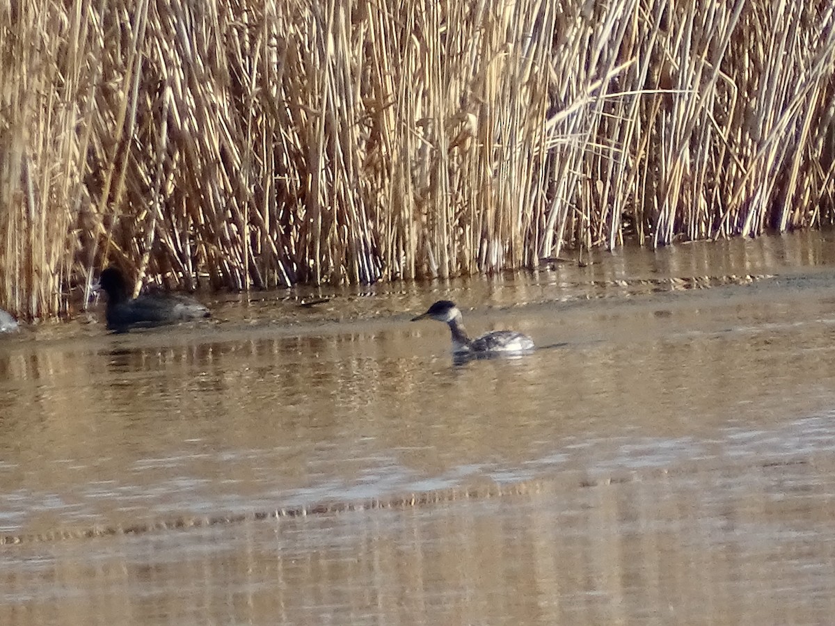 Red-necked Grebe - ML649144253