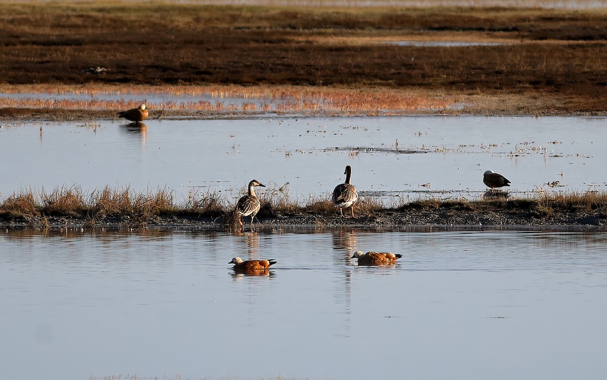 Ánsar Cisnal - ML649144559
