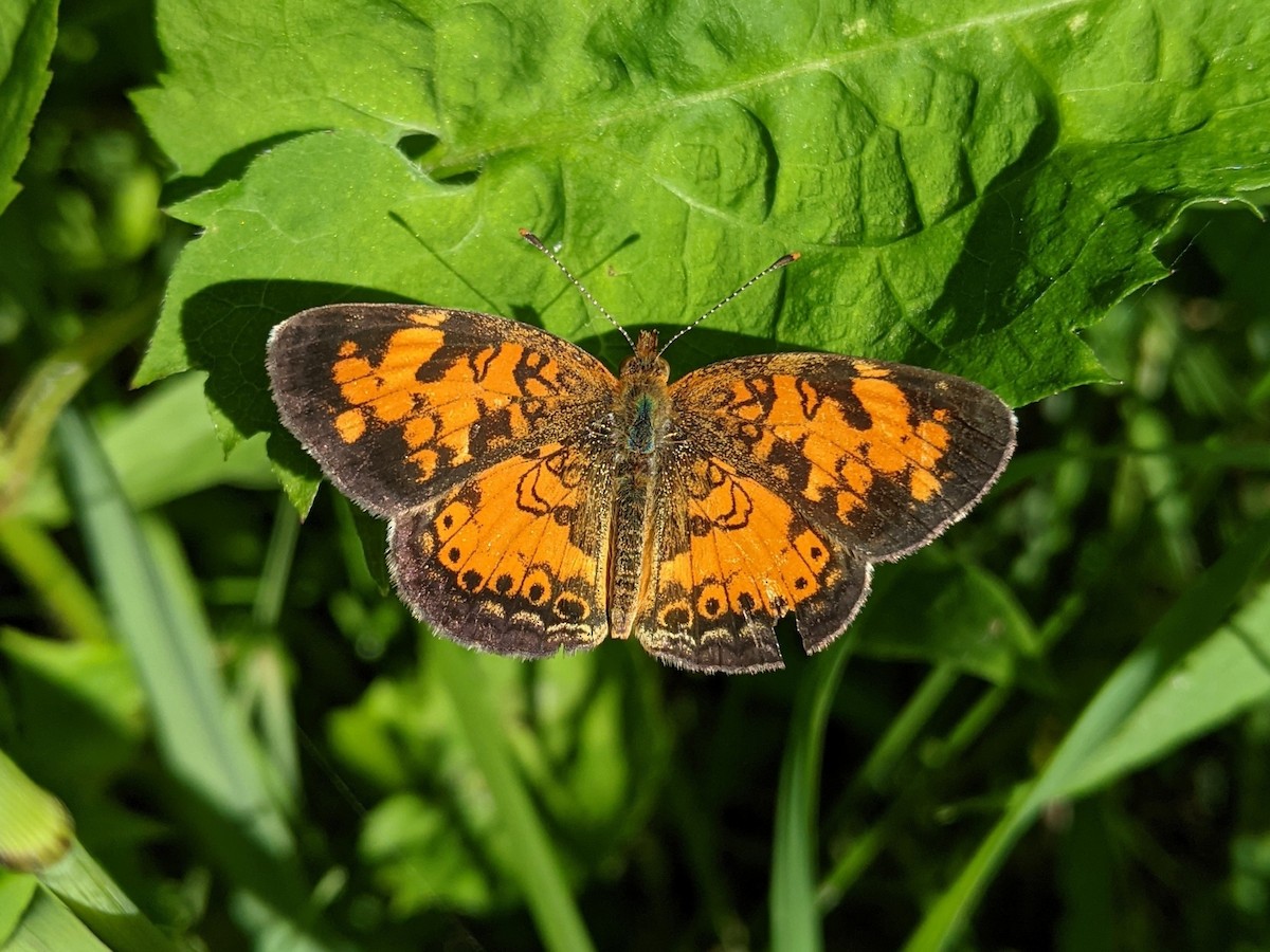 Northern Crescent - ML649145546