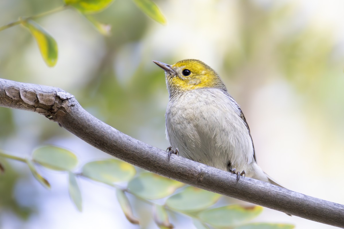 Paruline à tête jaune - ML649145609