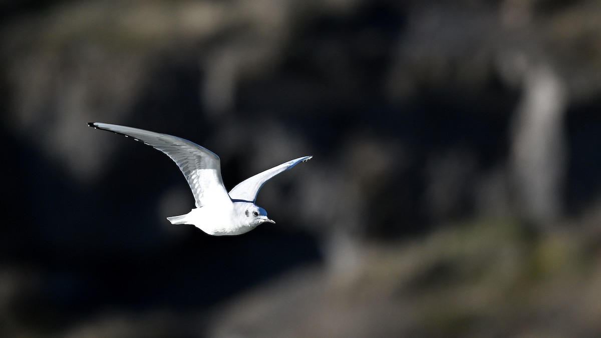 Bonaparte's Gull - ML649145656
