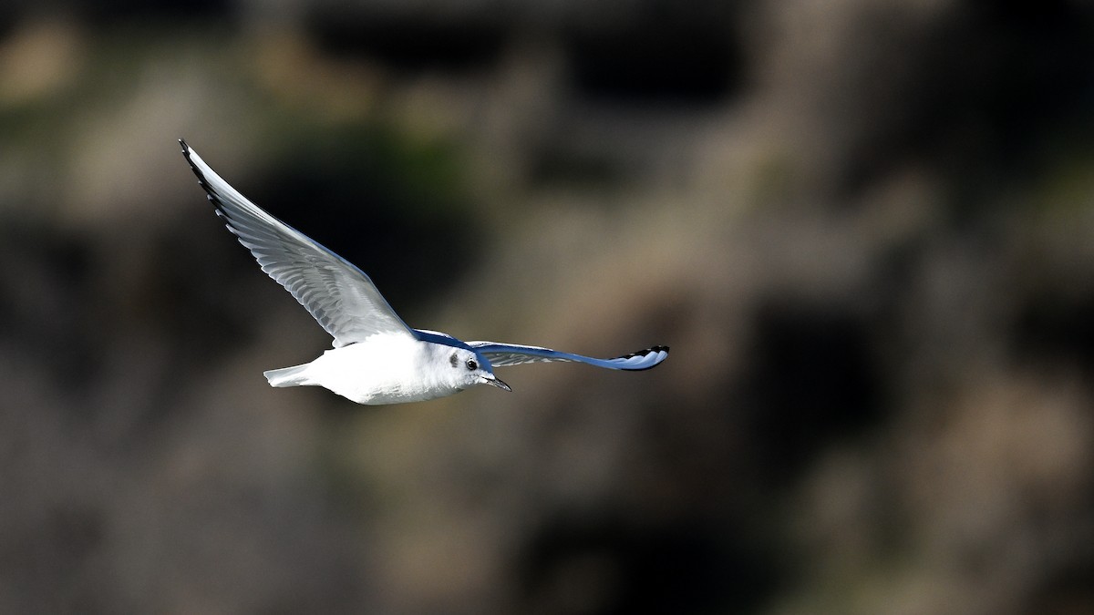 Bonaparte's Gull - ML649145790