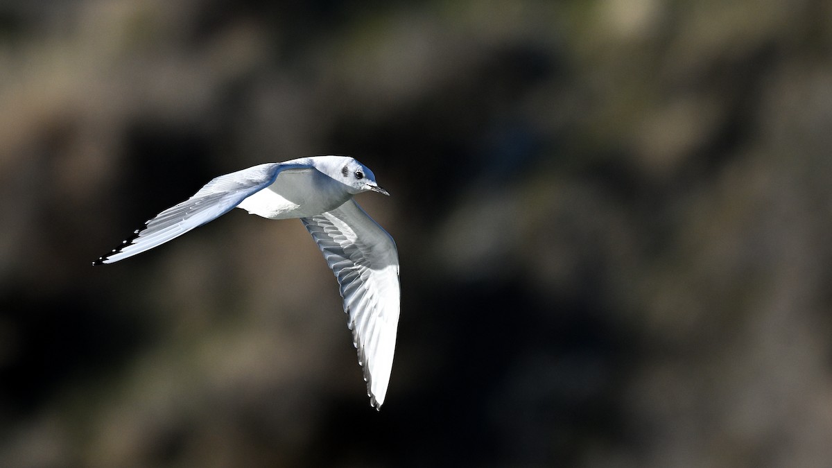Bonaparte's Gull - ML649145796