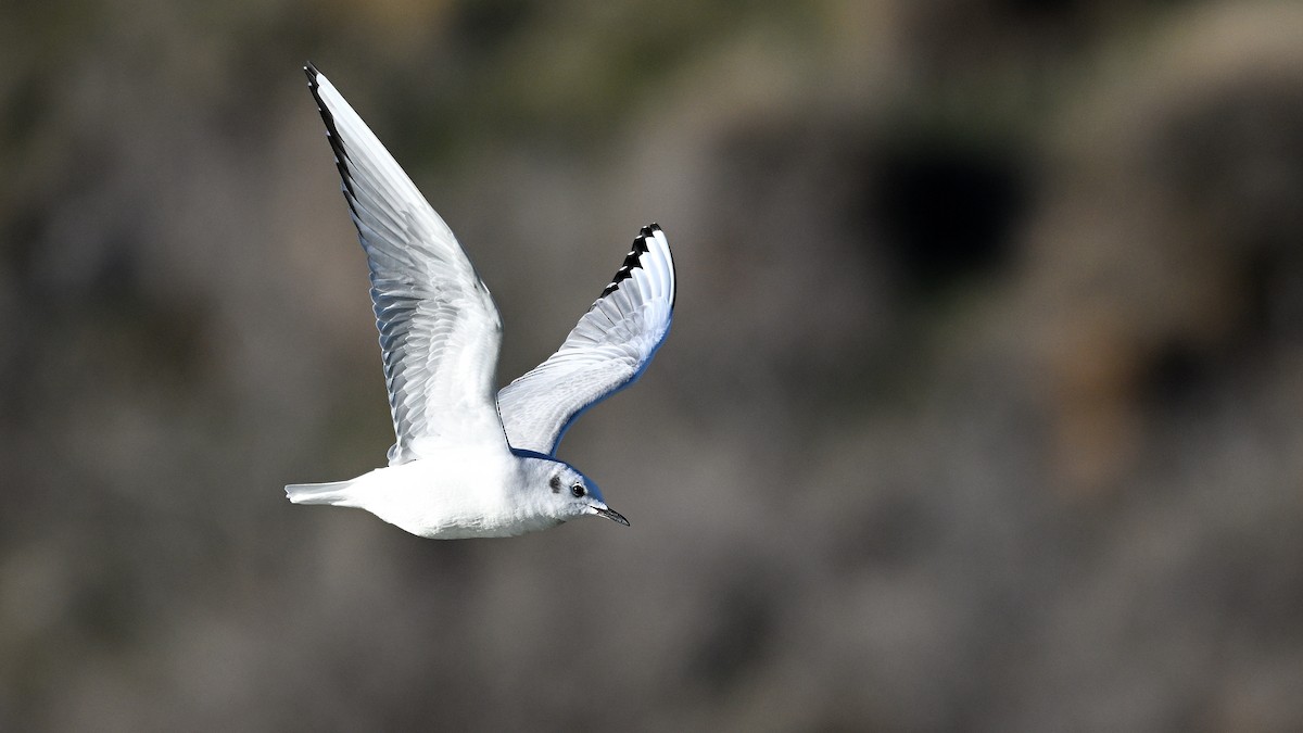 Bonaparte's Gull - Steve Butterworth