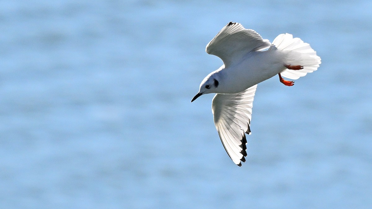Bonaparte's Gull - Steve Butterworth