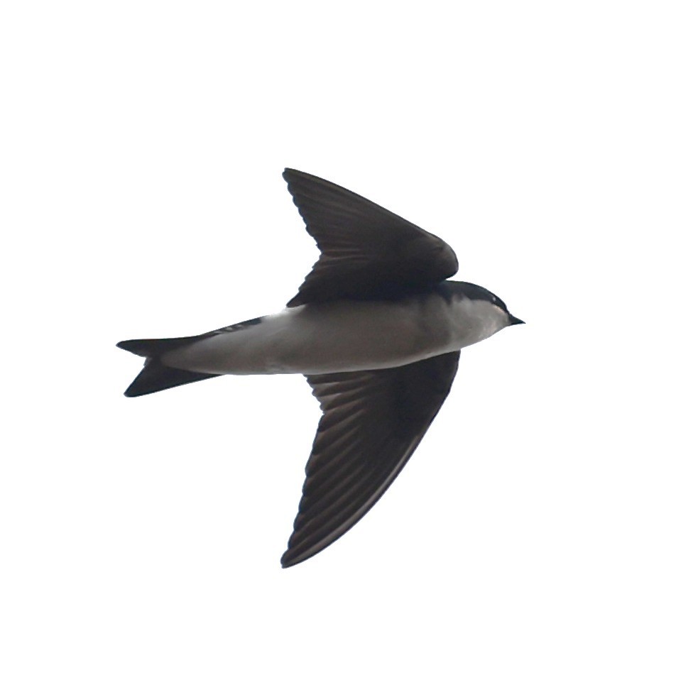 ミドリツバメ - ML649146152