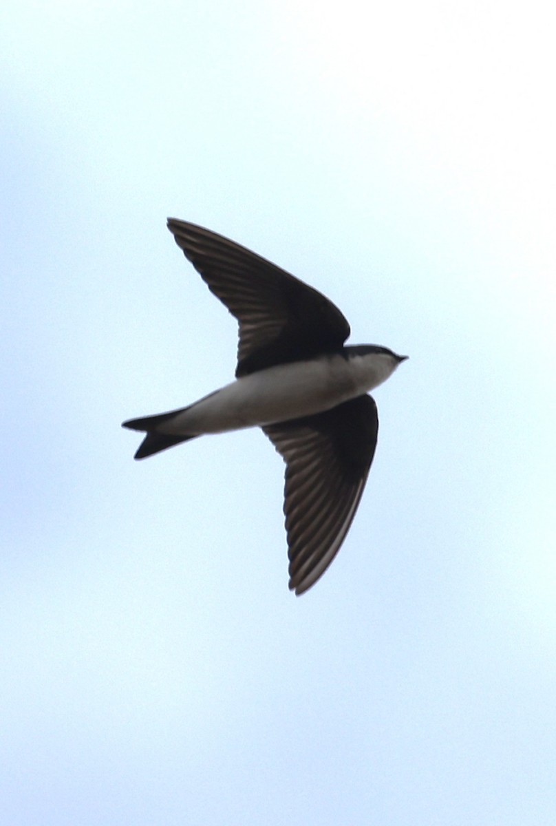 ミドリツバメ - ML649146153