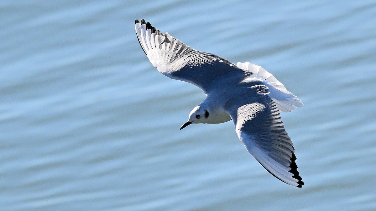 Bonaparte's Gull - Steve Butterworth