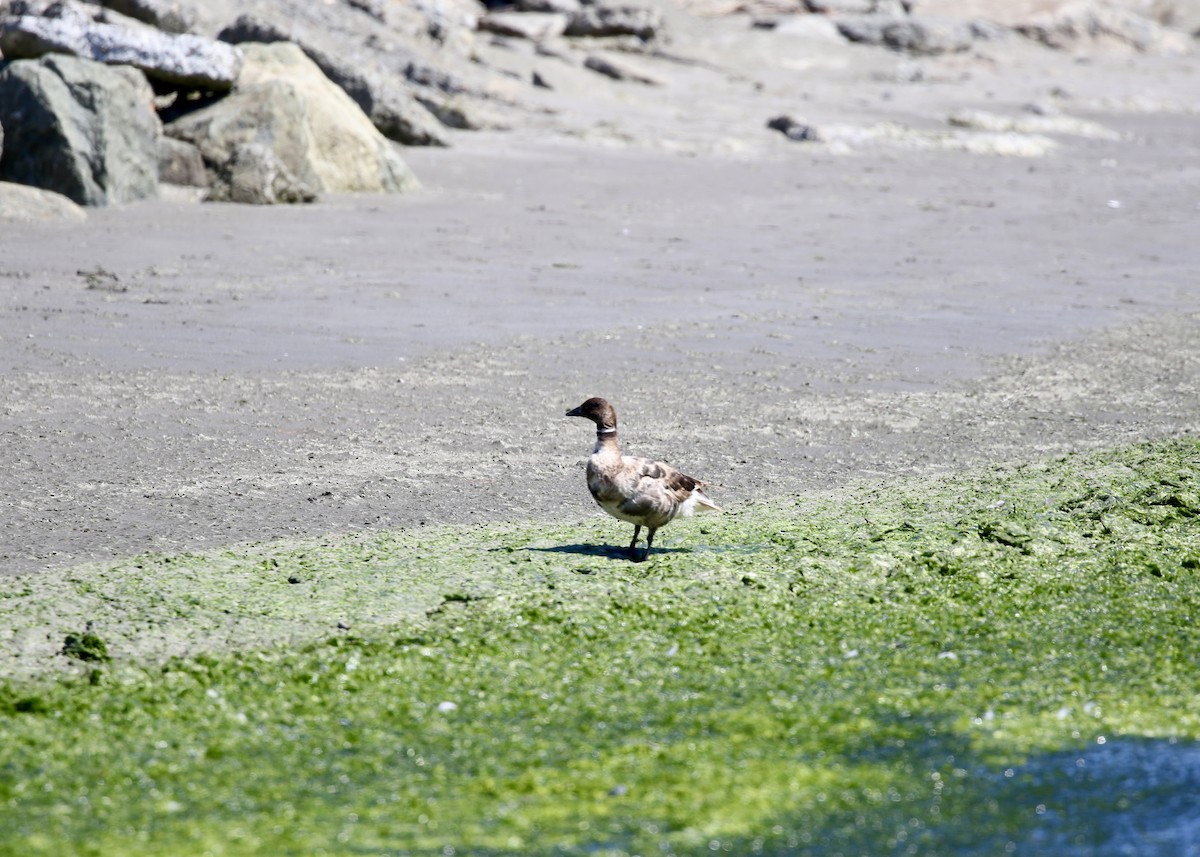 Brant (Black) - ML649146155