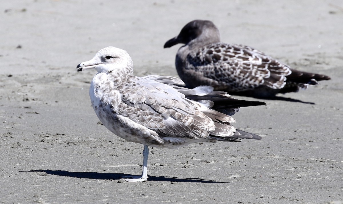 California Gull - ML649146182
