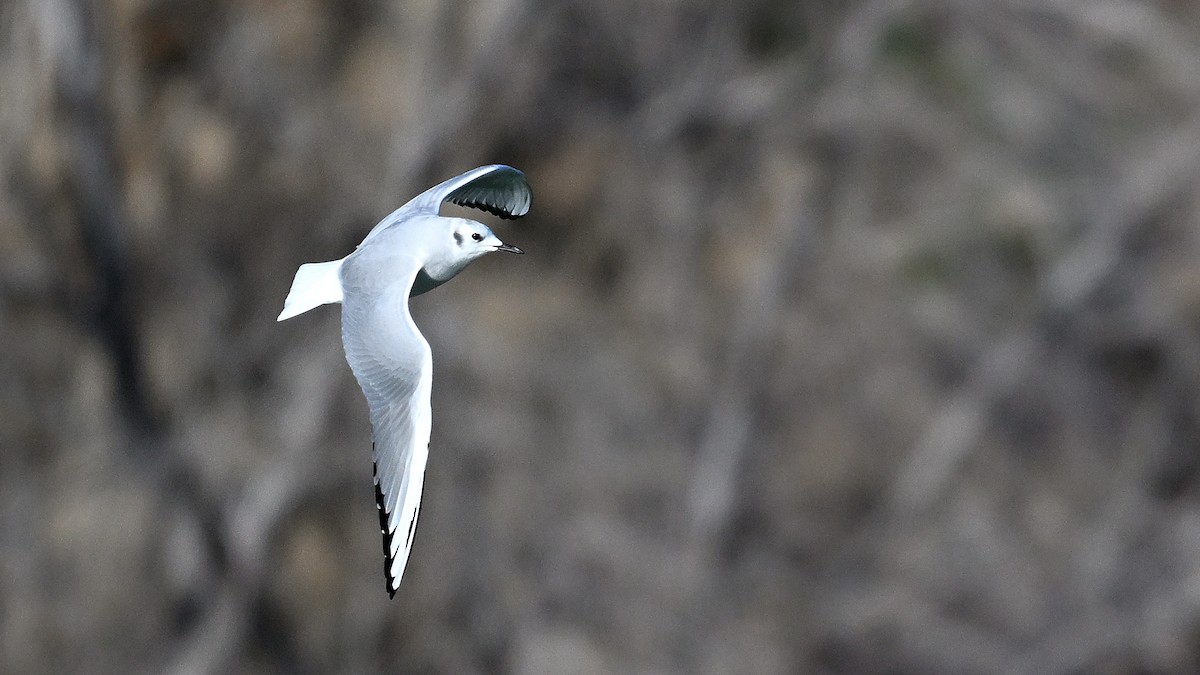 Bonaparte's Gull - ML649146224