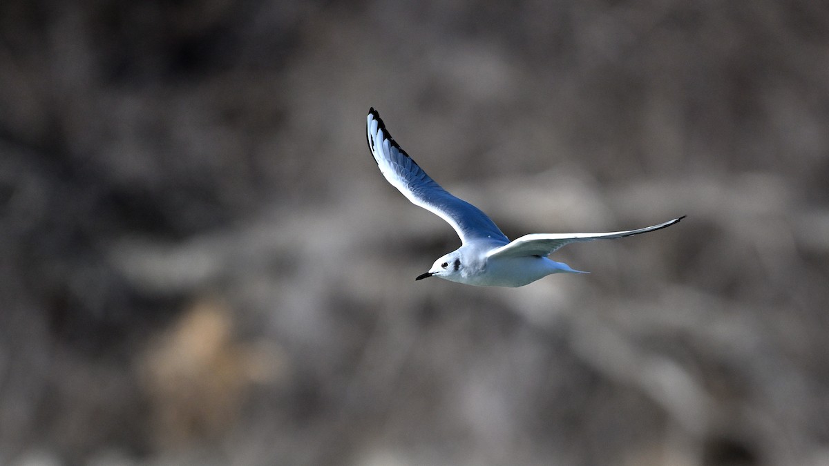 Bonaparte's Gull - ML649146226