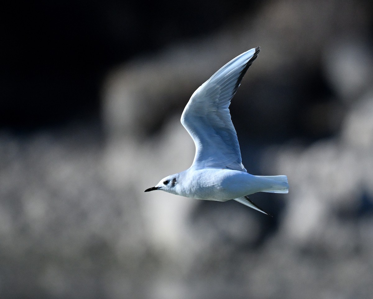 Bonaparte's Gull - ML649146237
