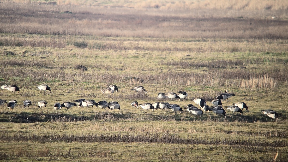 Barnacla Cuellirroja - ML649146262