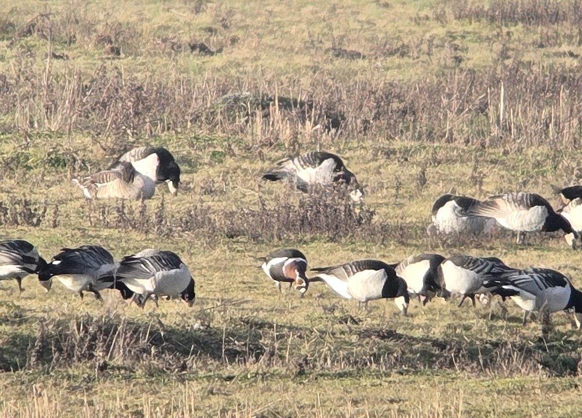 Barnacla Cuellirroja - ML649146271