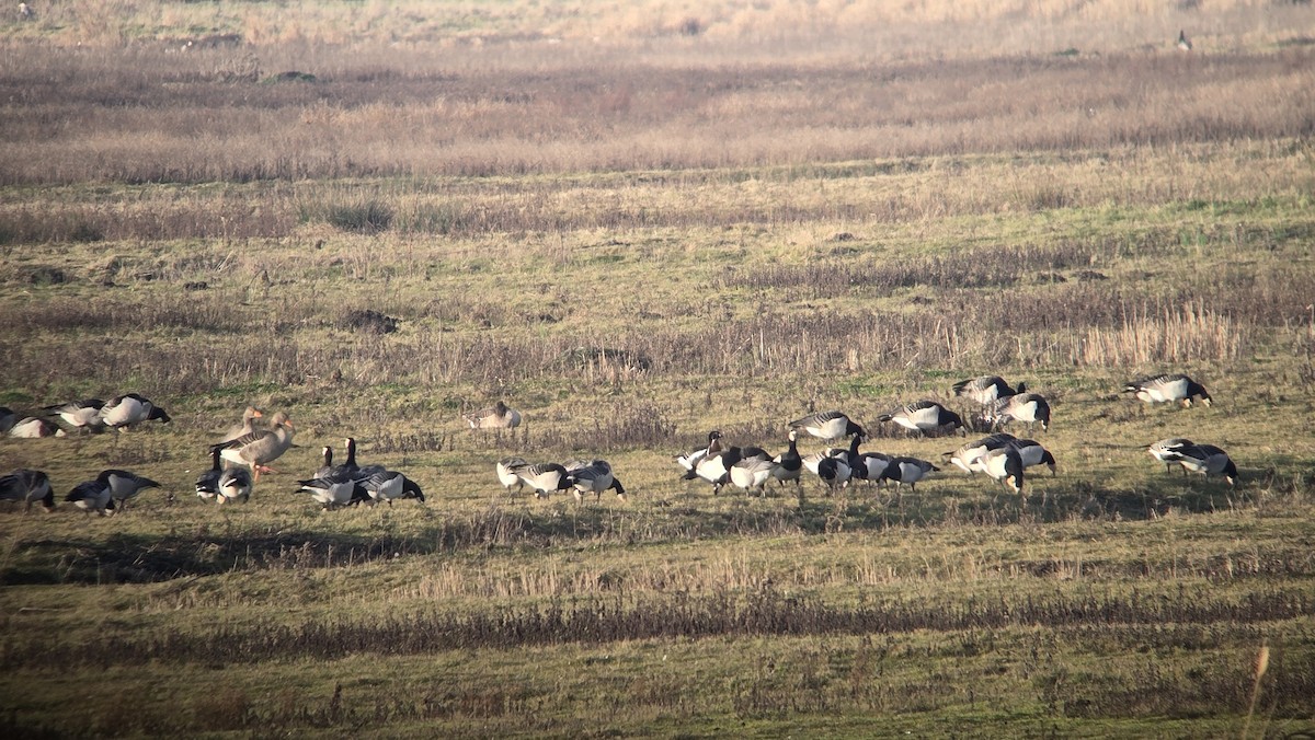 Barnacla Cuellirroja - ML649146291