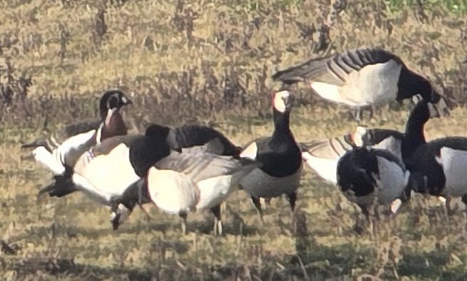 Barnacla Cuellirroja - ML649146299