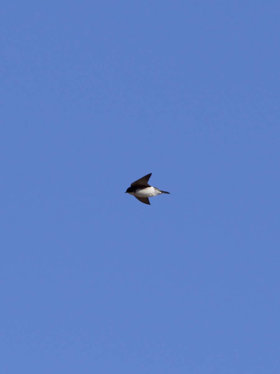 ミドリツバメ - ML649146405