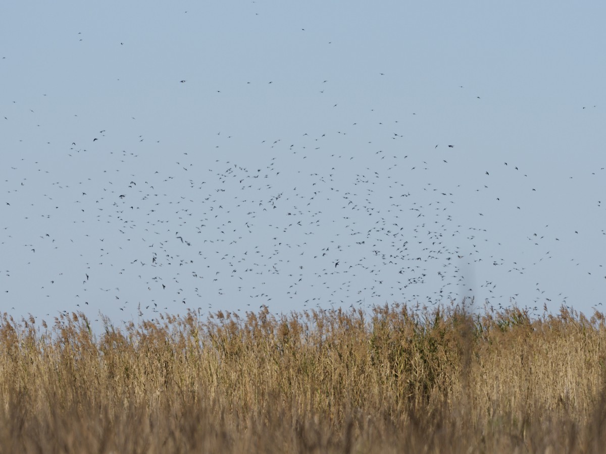 Tree Swallow - ML649146406