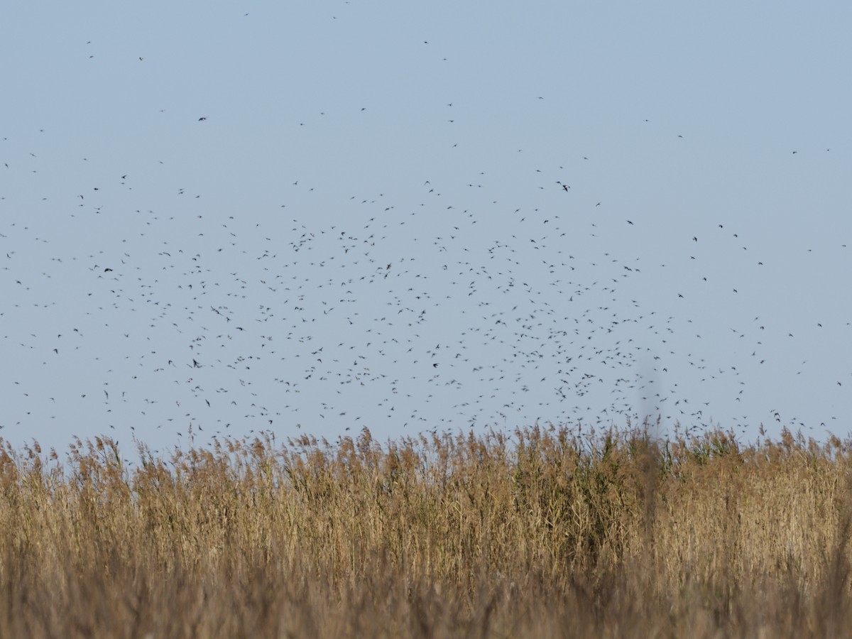 ミドリツバメ - ML649146408