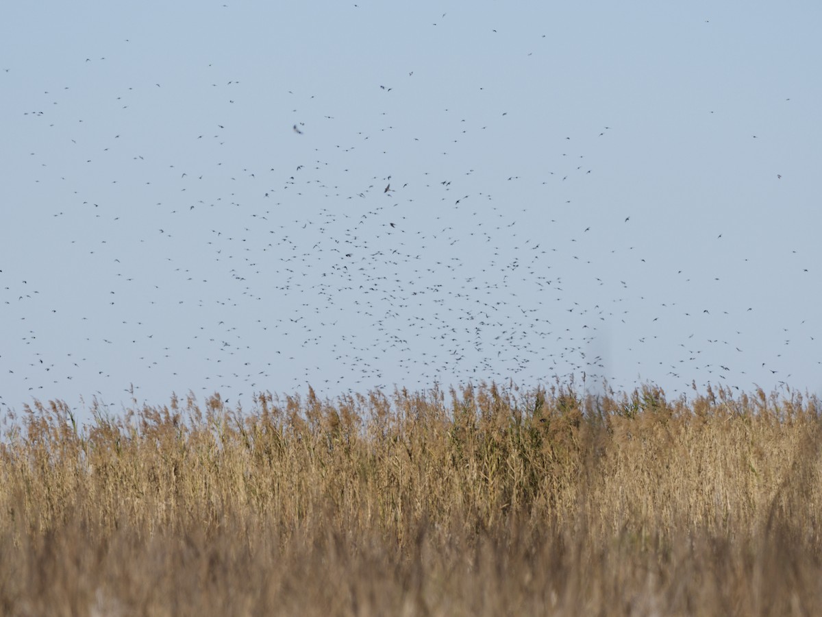 Tree Swallow - ML649146409