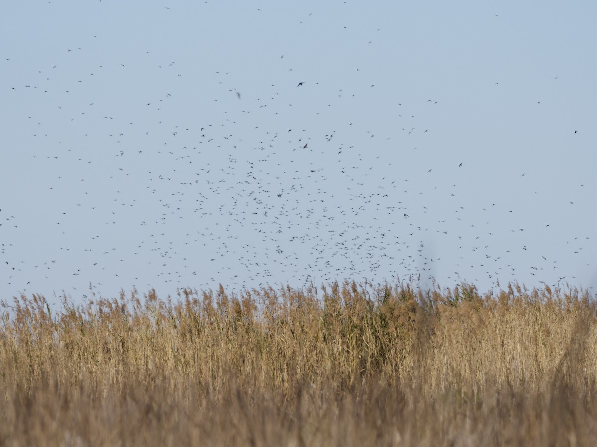 ミドリツバメ - ML649146410