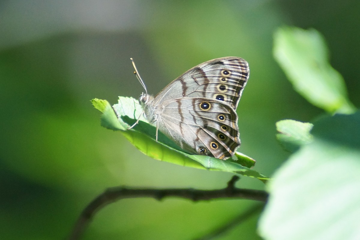 Northern Pearly-eye - ML649146525