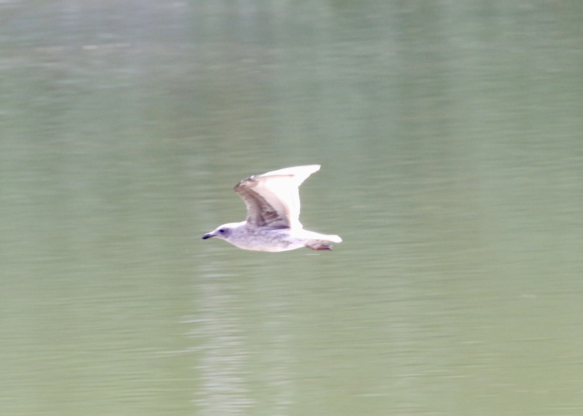 Glaucous-winged Gull - ML649146611