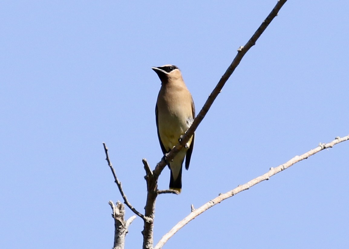 Cedar Waxwing - ML649146630