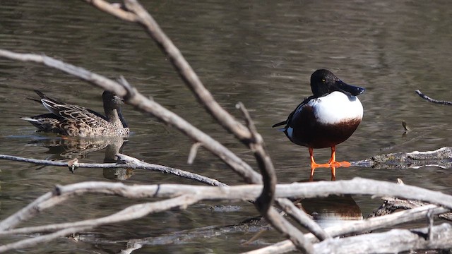 skjeand - ML649146790