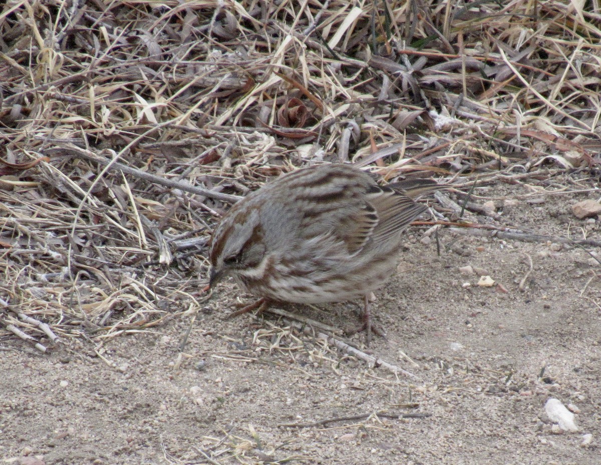 Chingolo Cantor - ML649146980