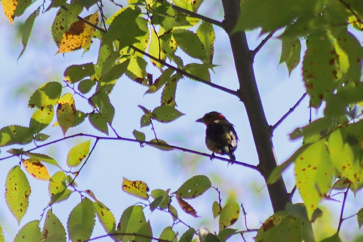 Scarlet Tanager - ML649147249