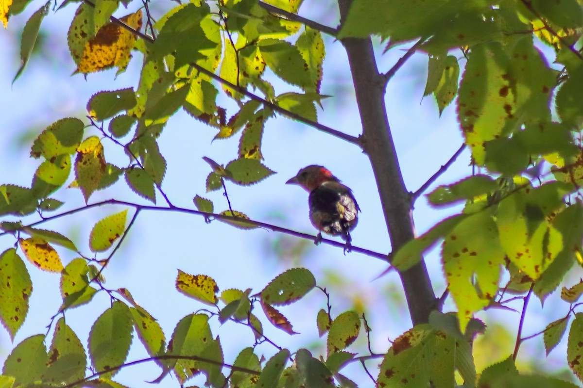 Scarlet Tanager - ML649147250