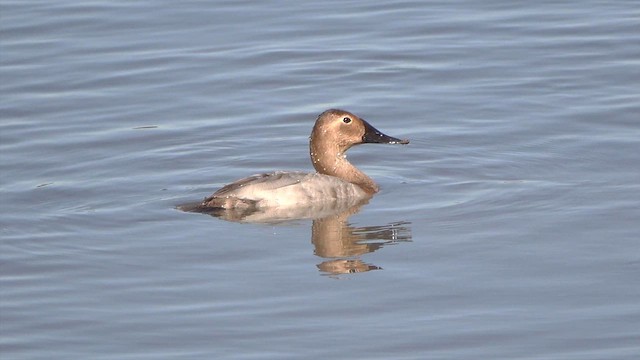 Murgilari bizkarzuria - ML649147327