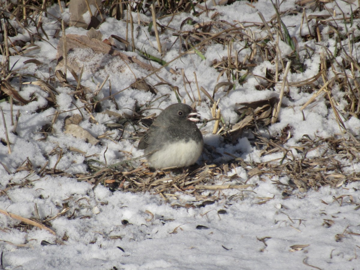 Junco Ojioscuro - ML649147399
