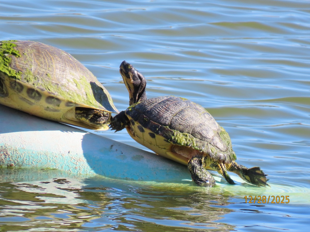 Florida Red-bellied Cooter - ML649148405